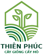 Cây Giống Thiên Phúc Logo